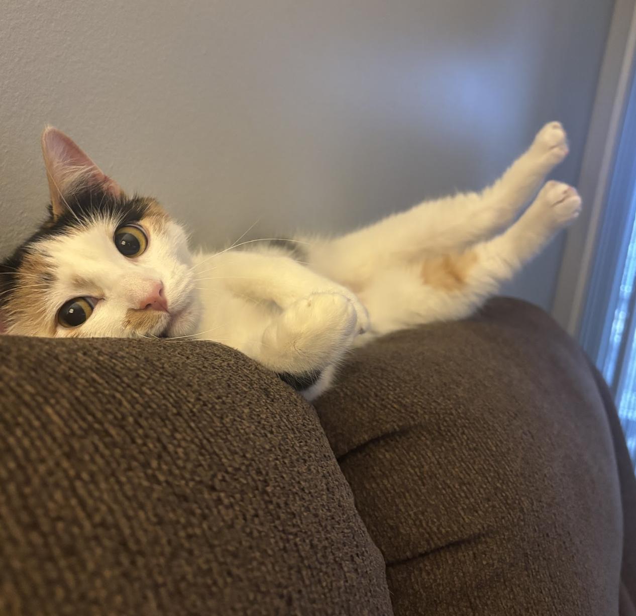 Enlarge Stella, an adopted Domestic Short Hair in Cincinnati, OH image 1/6