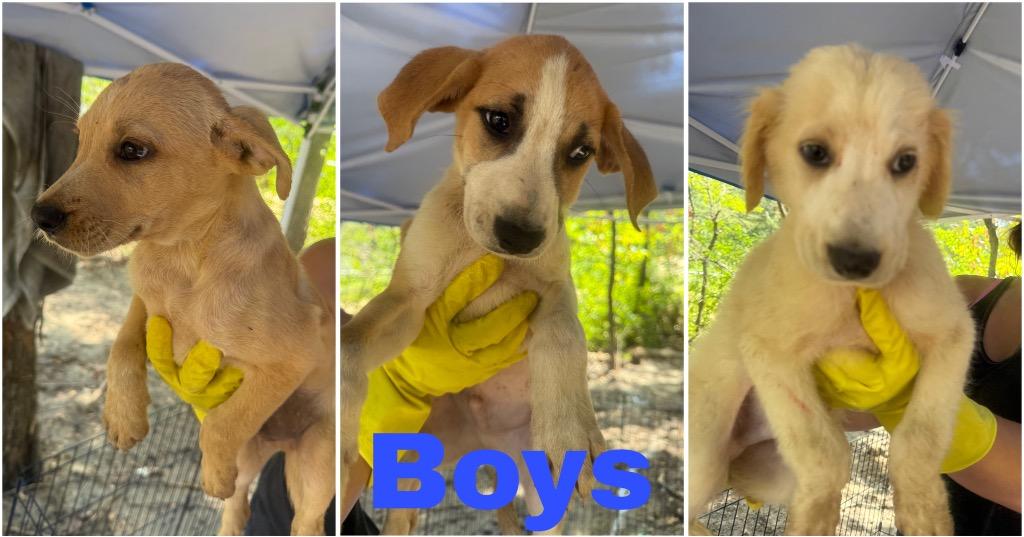 Ruthie, Adopted, Puppy Female Great Pyrenees & Airedale Terrier.