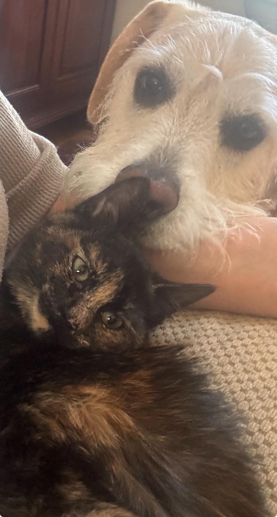 Trinity , ADOPTABLE, Kitten Female Tortoiseshell.