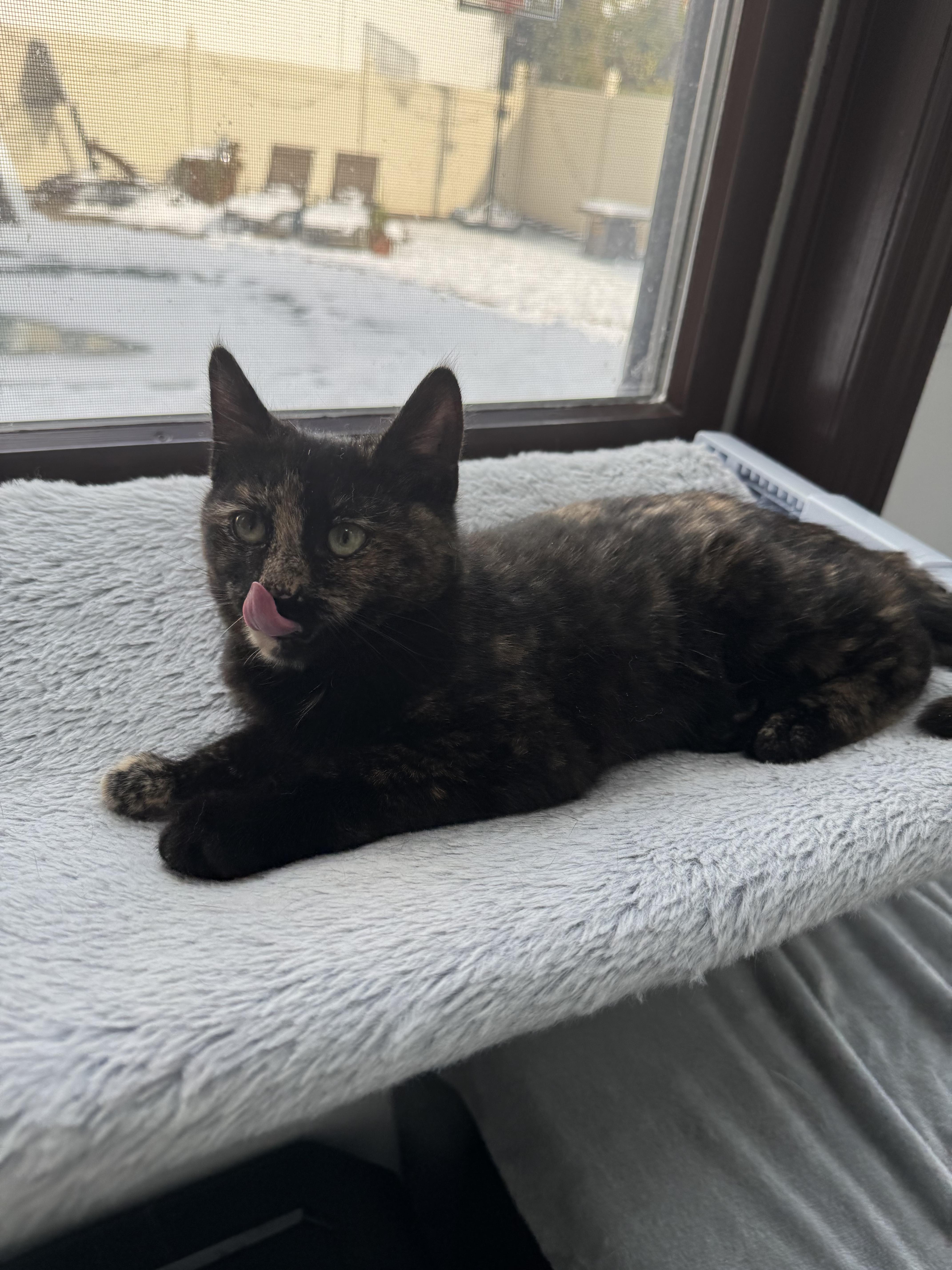 Enlarge Trinity , a ADOPTABLE Tortoiseshell in Staten Island, NY image 2/6