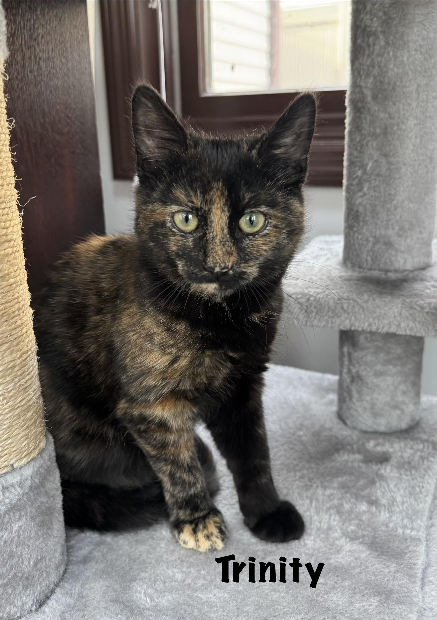 Enlarge Trinity , a ADOPTABLE Tortoiseshell in Staten Island, NY image 5/6