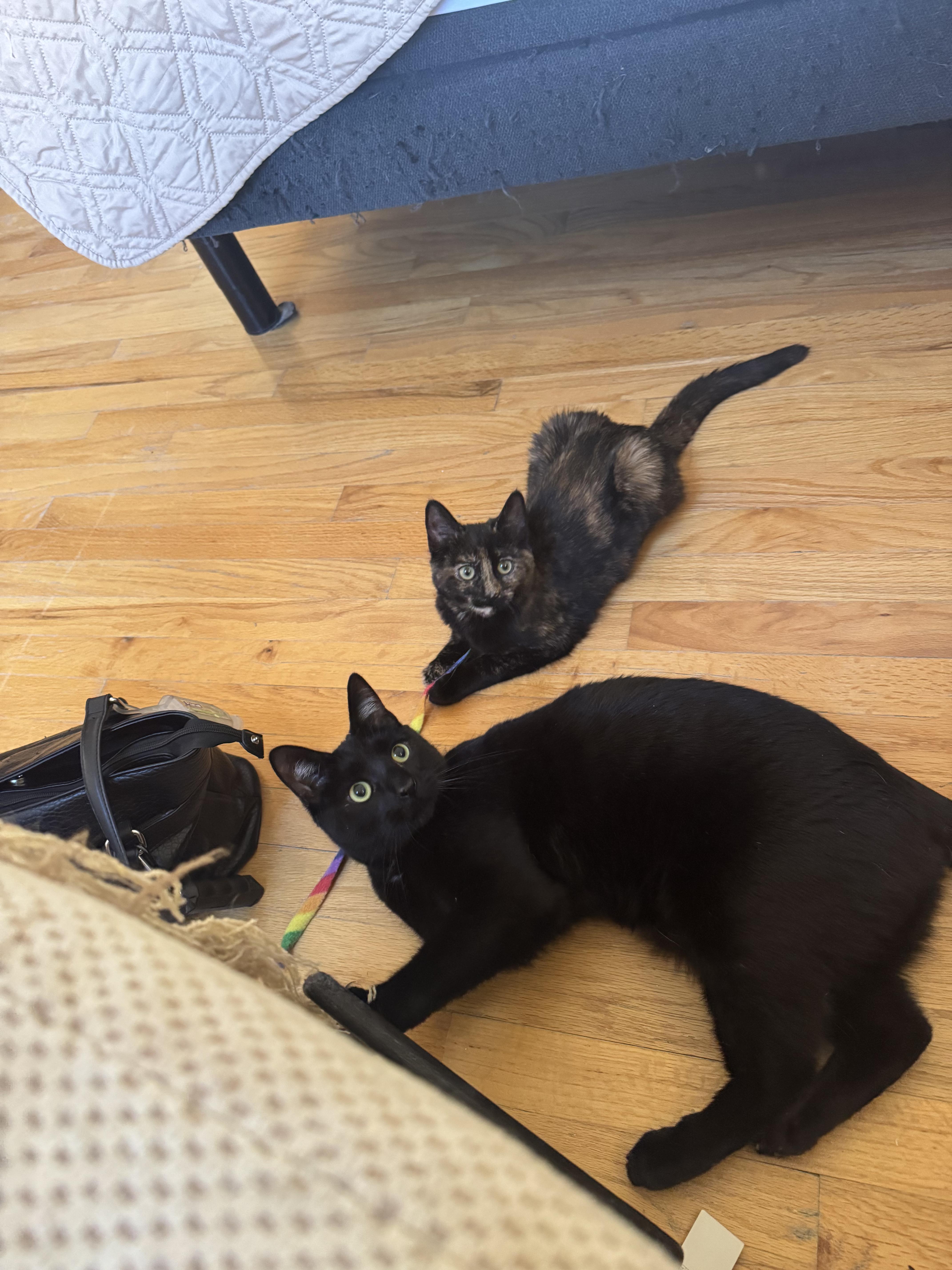 Enlarge Trinity , a ADOPTABLE Tortoiseshell in Staten Island, NY image 6/6