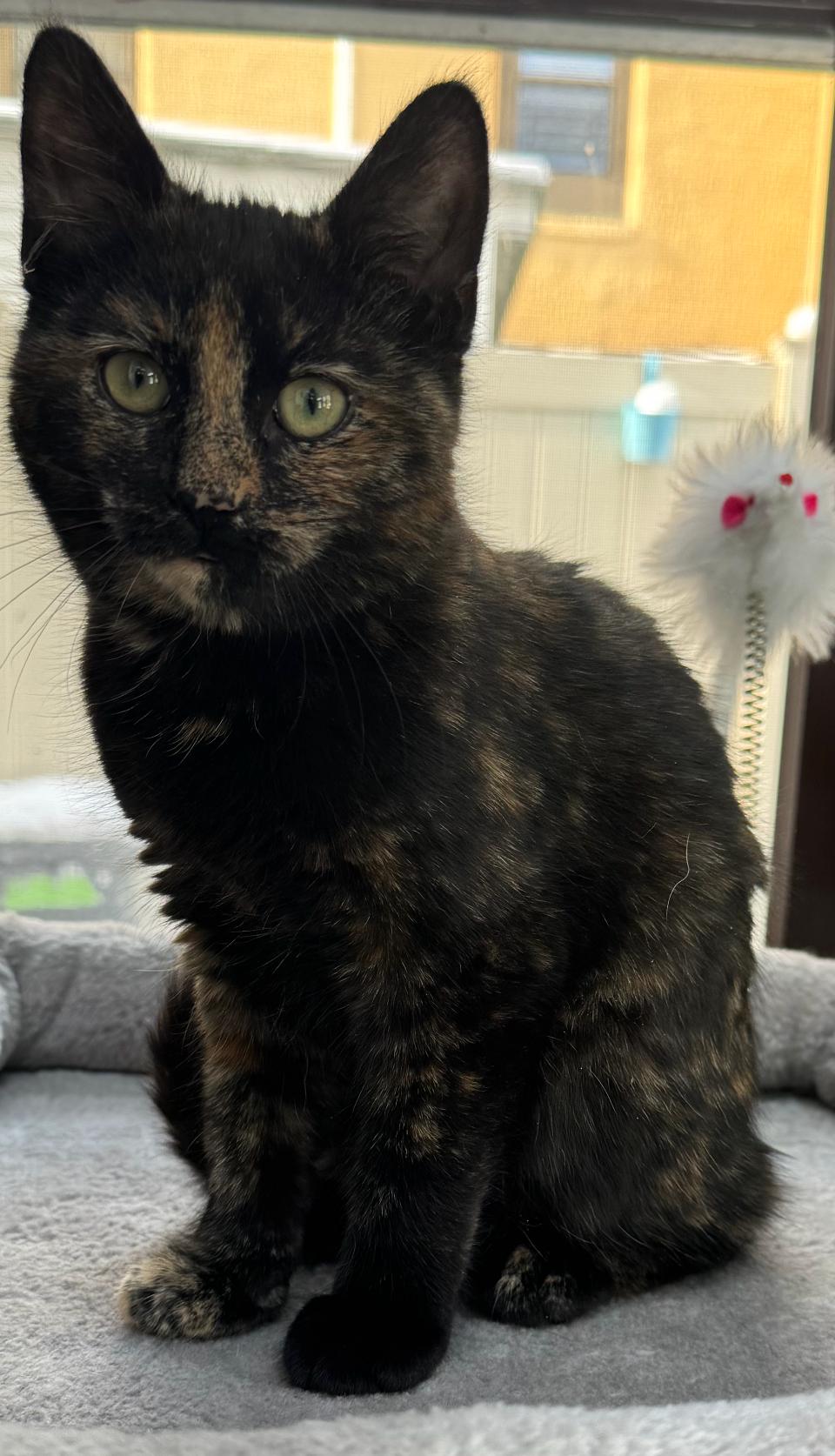 Enlarge Trinity , a ADOPTABLE Tortoiseshell in Staten Island, NY image 4/6
