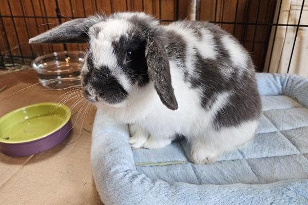 Clementine, Adoptable, Adult Female Holland Lop.