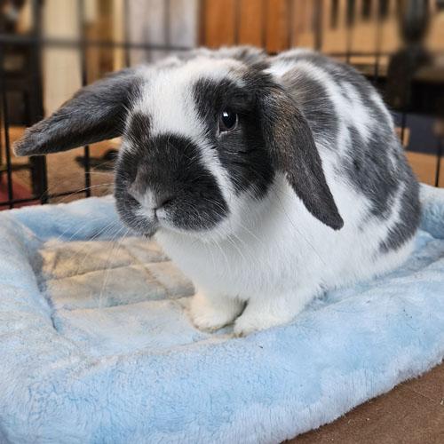Enlarge Clementine, a Adoptable Holland Lop in Clinton, NJ image 5/6