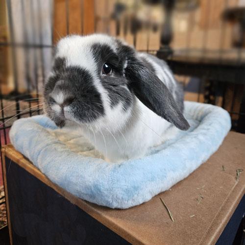 Enlarge Clementine, a Adoptable Holland Lop in Clinton, NJ image 4/6