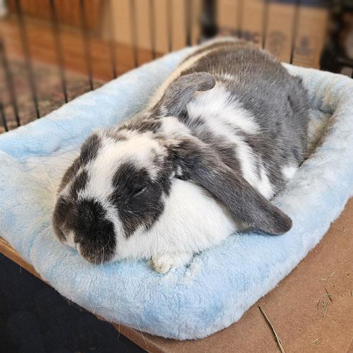 Enlarge Clementine, a Adoptable Holland Lop in Clinton, NJ image 6/6