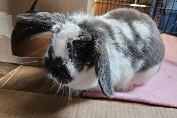Enlarge Clementine, a Adoptable Holland Lop in Clinton, NJ image 3/3
