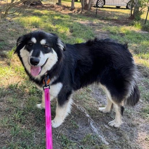 Wella 26-03-004, Adoptable, Adult Female Collie & Mixed Breed.