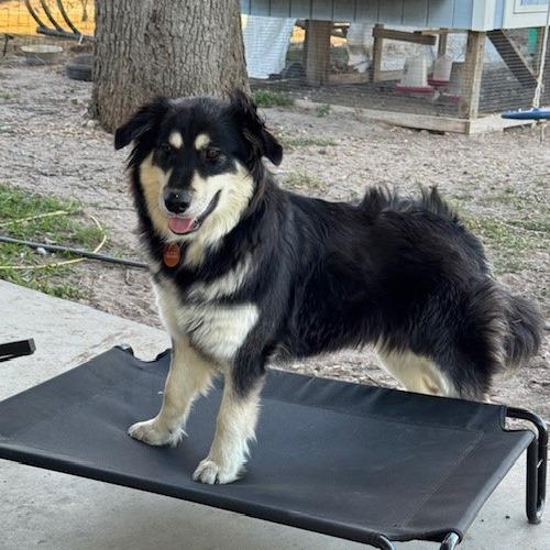 Wella 26-03-004, a Adoptable mixed breed in Bastrop, TX image 2/6