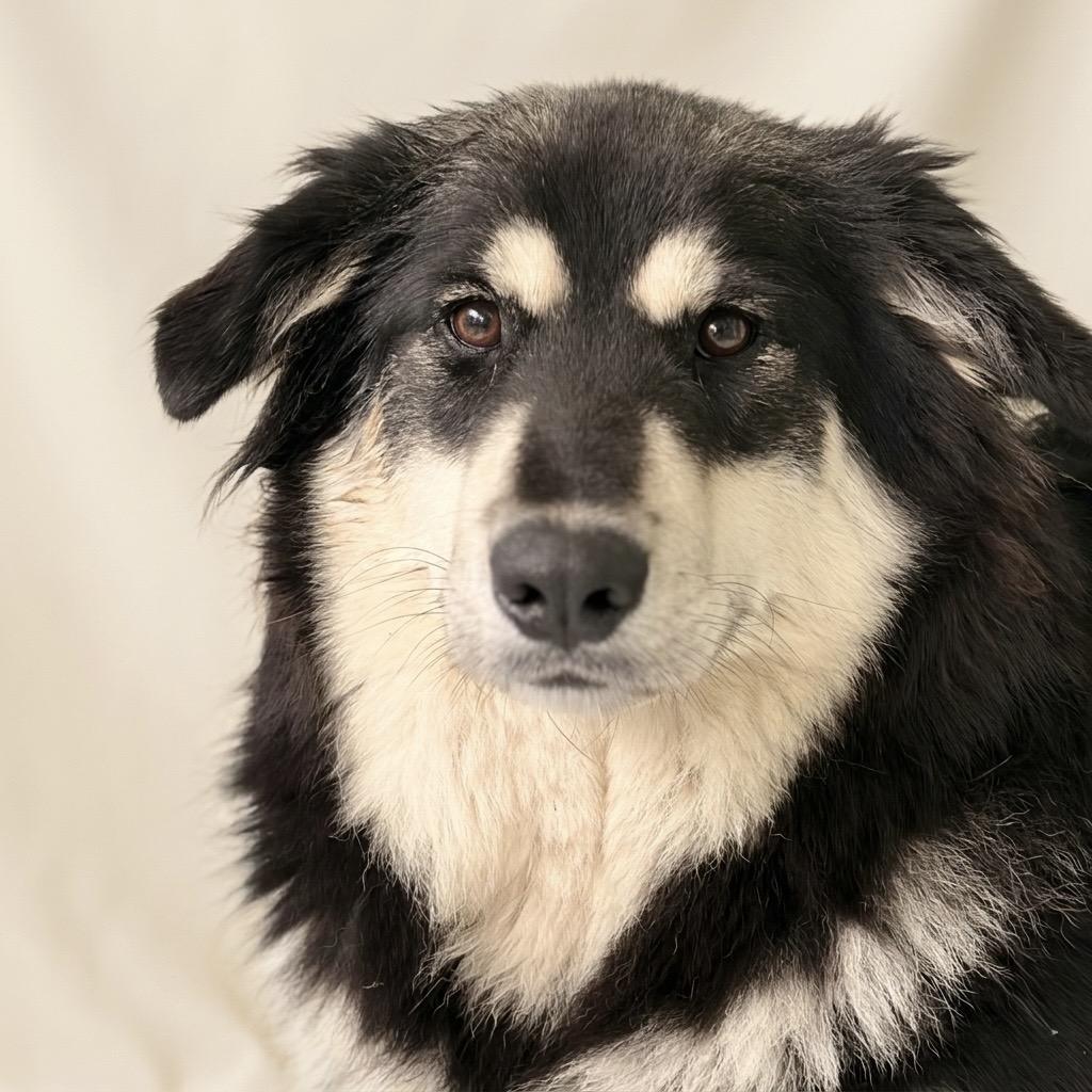 Wella 26-03-004, a Adoptable mixed breed in Bastrop, TX image 4/6