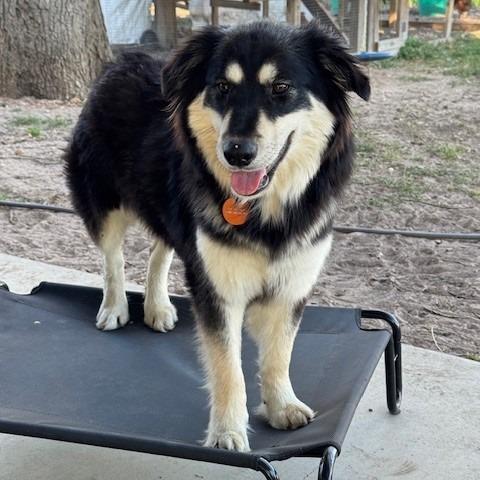 Wella 26-03-004, a Adoptable mixed breed in Bastrop, TX image 5/6