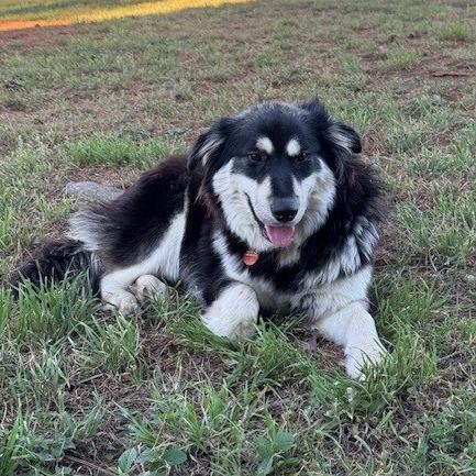 Wella 26-03-004, a Adoptable mixed breed in Bastrop, TX image 6/6