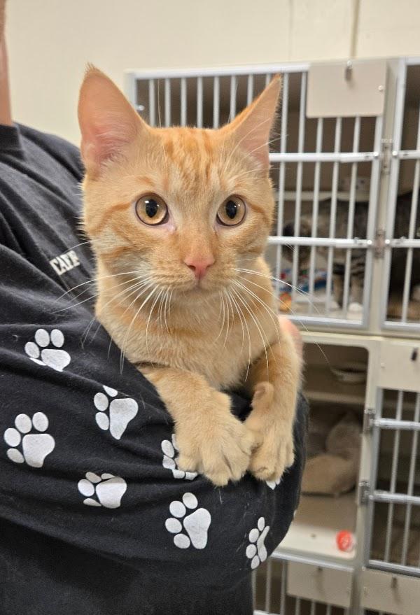 Frankie, adopted, Young Male Tabby.
