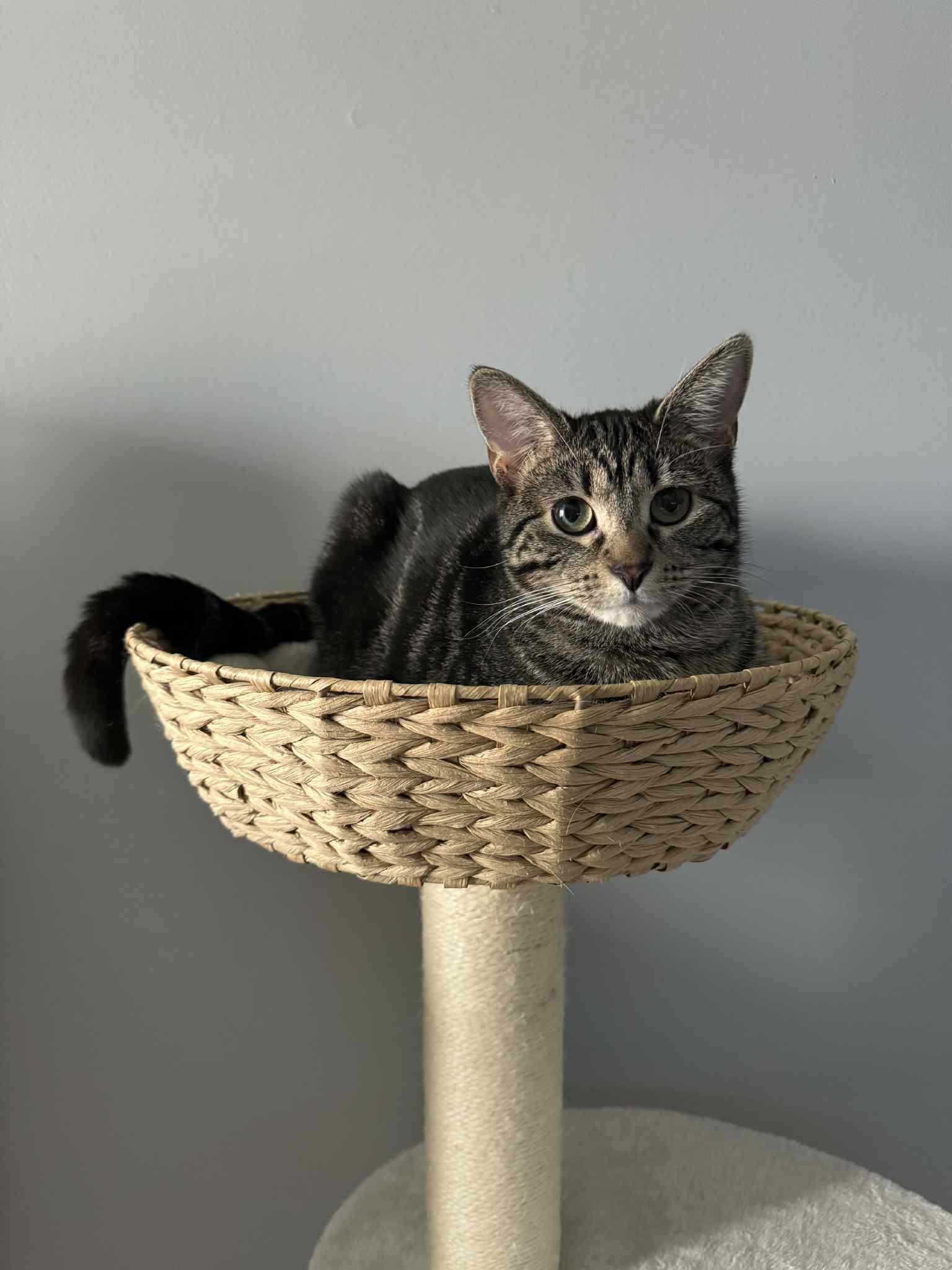 Enlarge Dash & Camy, a Adoptable Tabby in Orleans, ON image 6/6