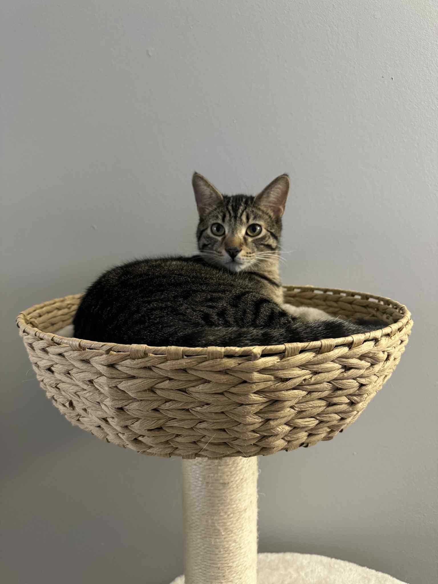 Enlarge Dash & Camy, a Adoptable Tabby in Orleans, ON image 3/6