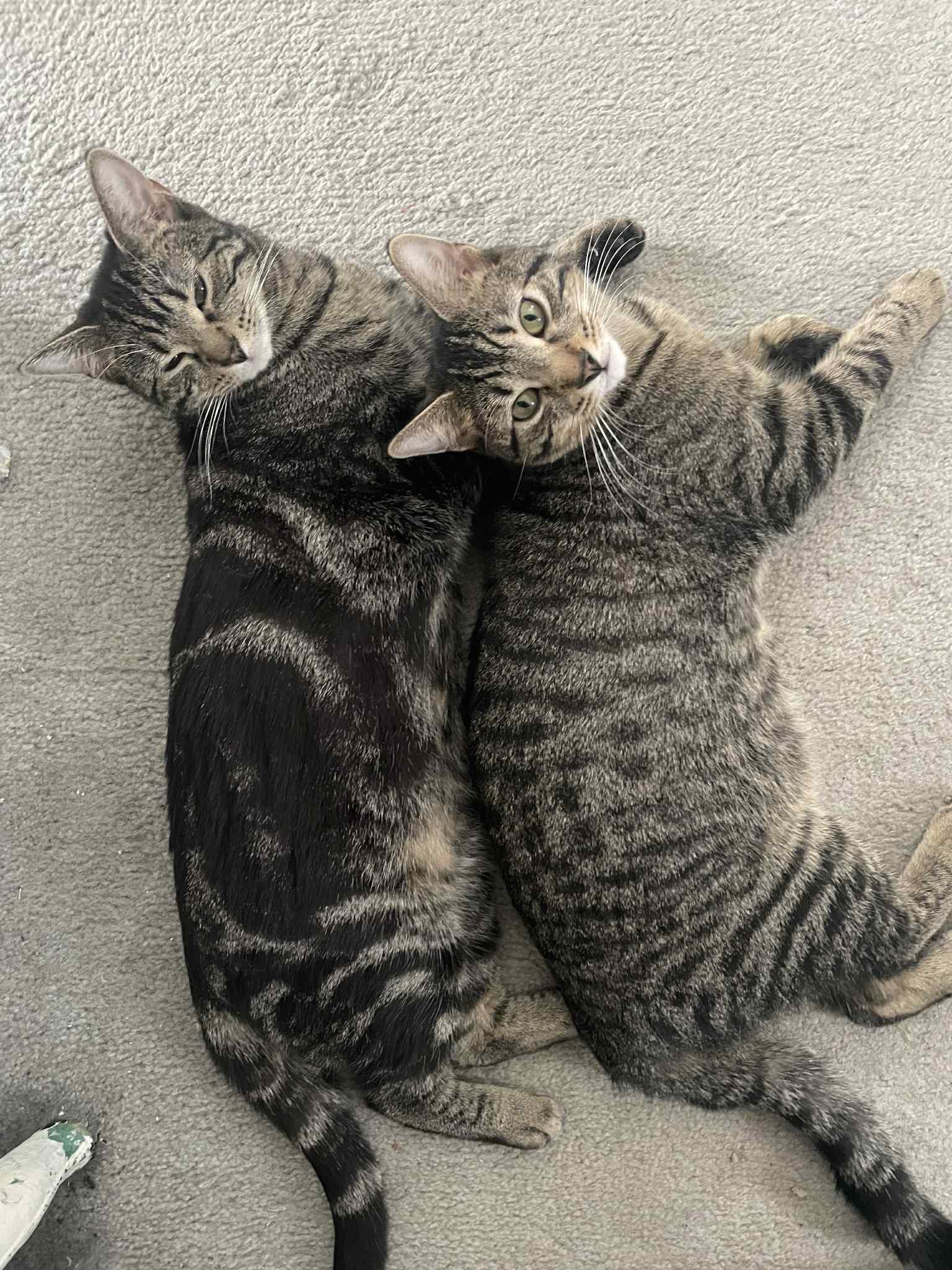 Enlarge Dash & Camy, a Adoptable Tabby in Orleans, ON image 4/6