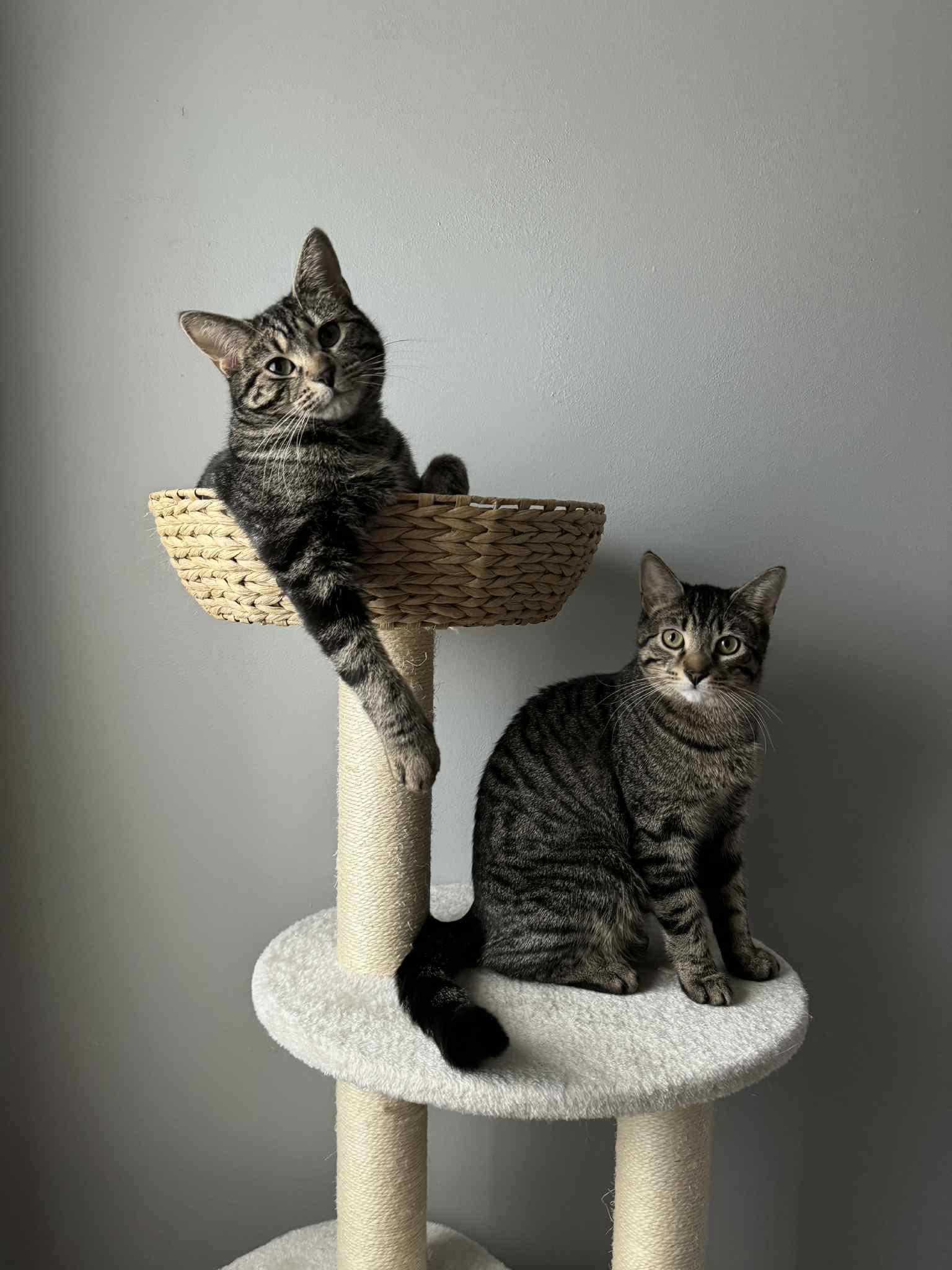 Enlarge Dash & Camy, a Adoptable Tabby in Orleans, ON image 2/6