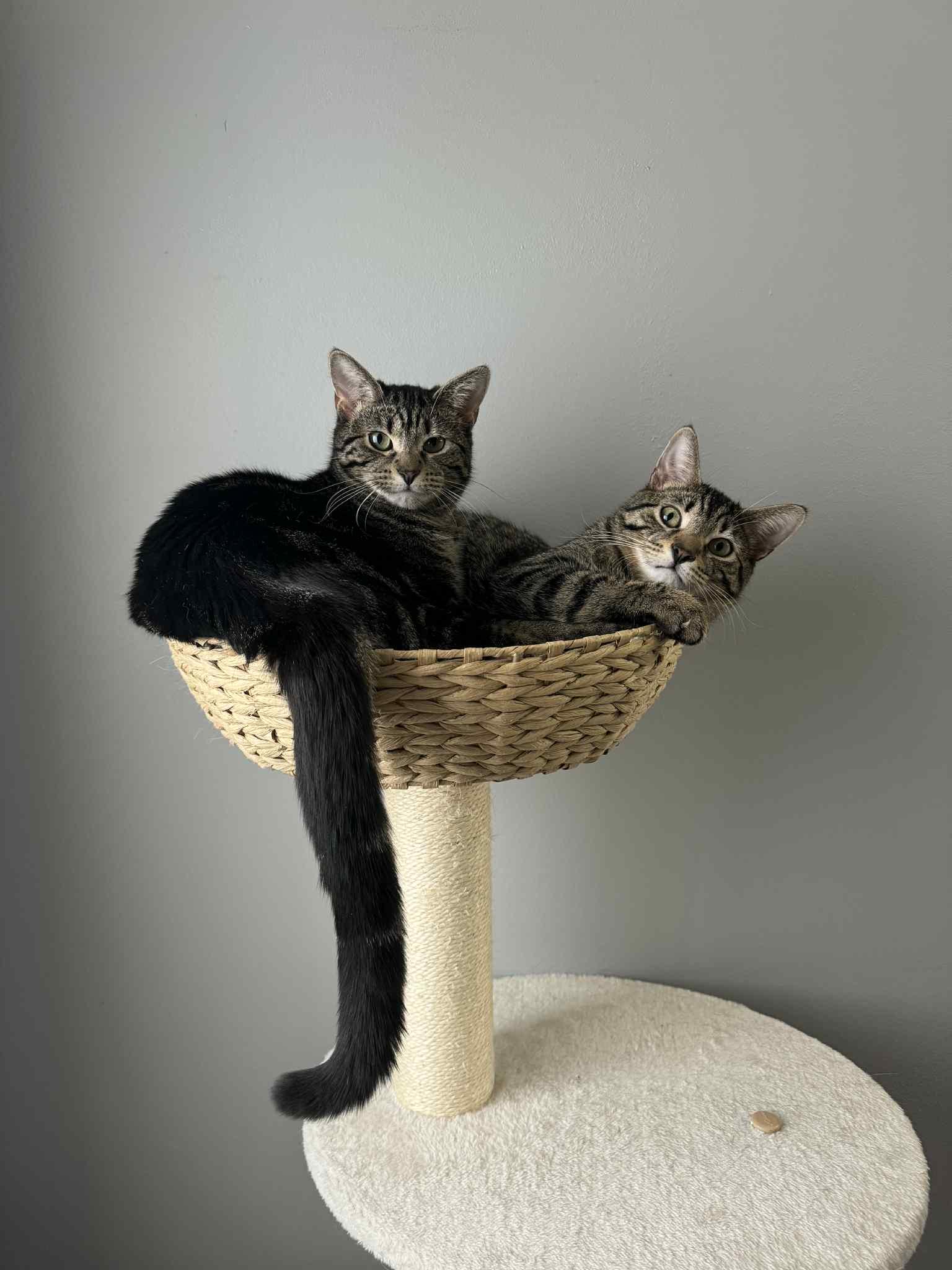 Dash & Camy, Adoptable, Young Male Tabby.