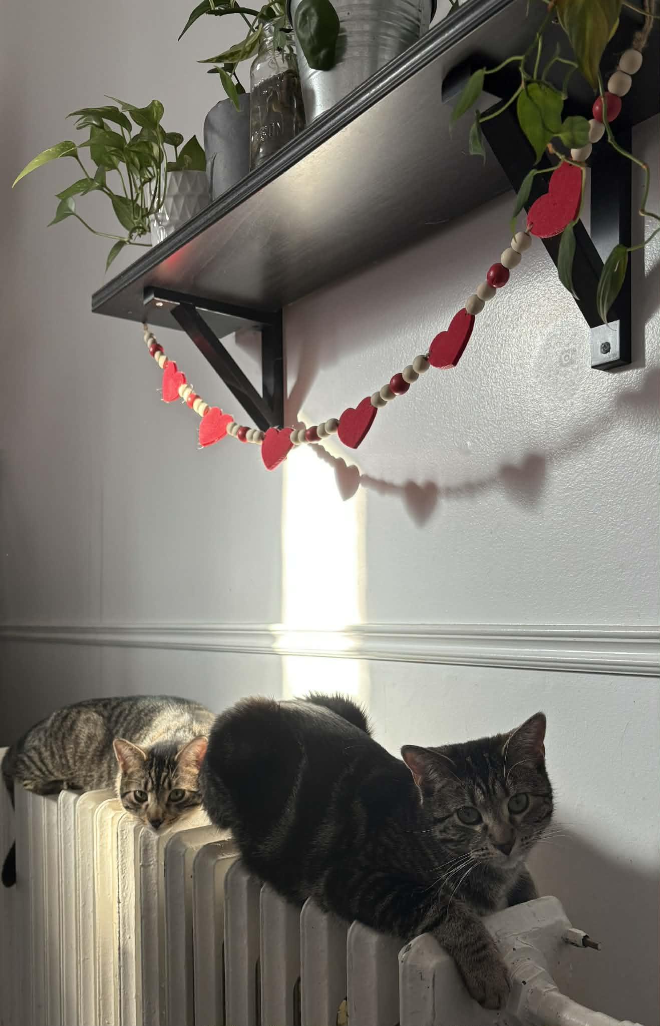 Enlarge Dash & Camy, a Adoptable Tabby in Orleans, ON image 5/6