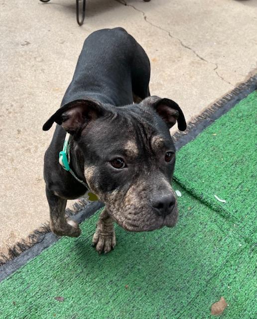 Maggie, Adoptable, Adult Female American Bulldog.