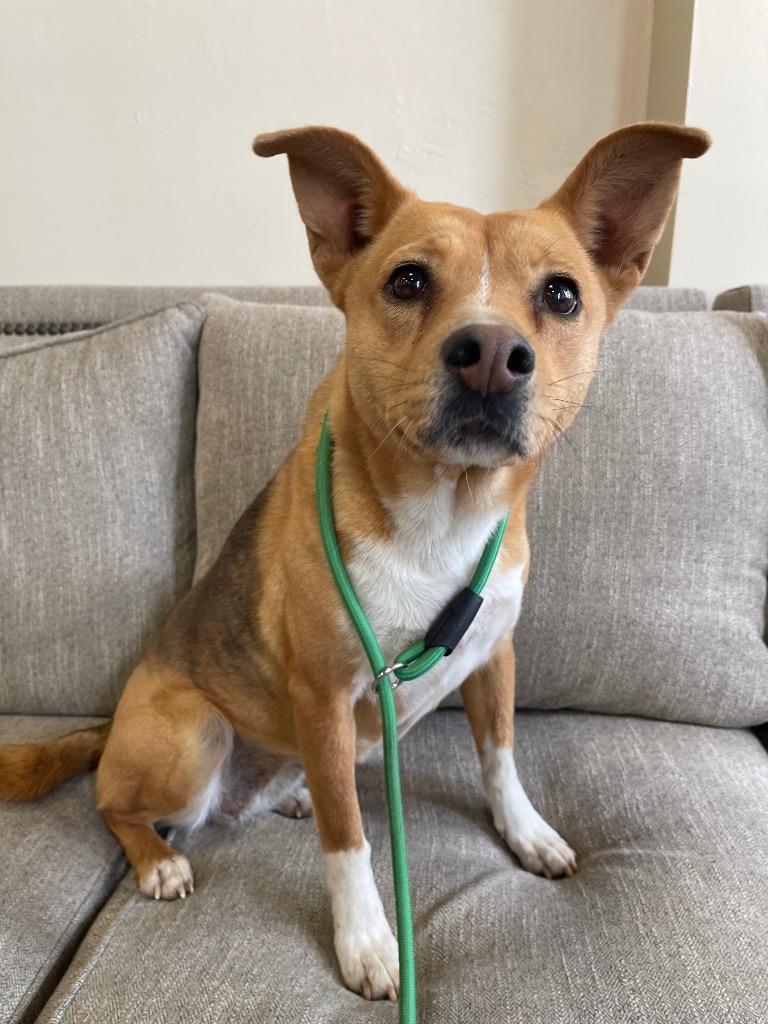 Trapeze, Adoptable, Adult Female German Shepherd Dog & Terrier.