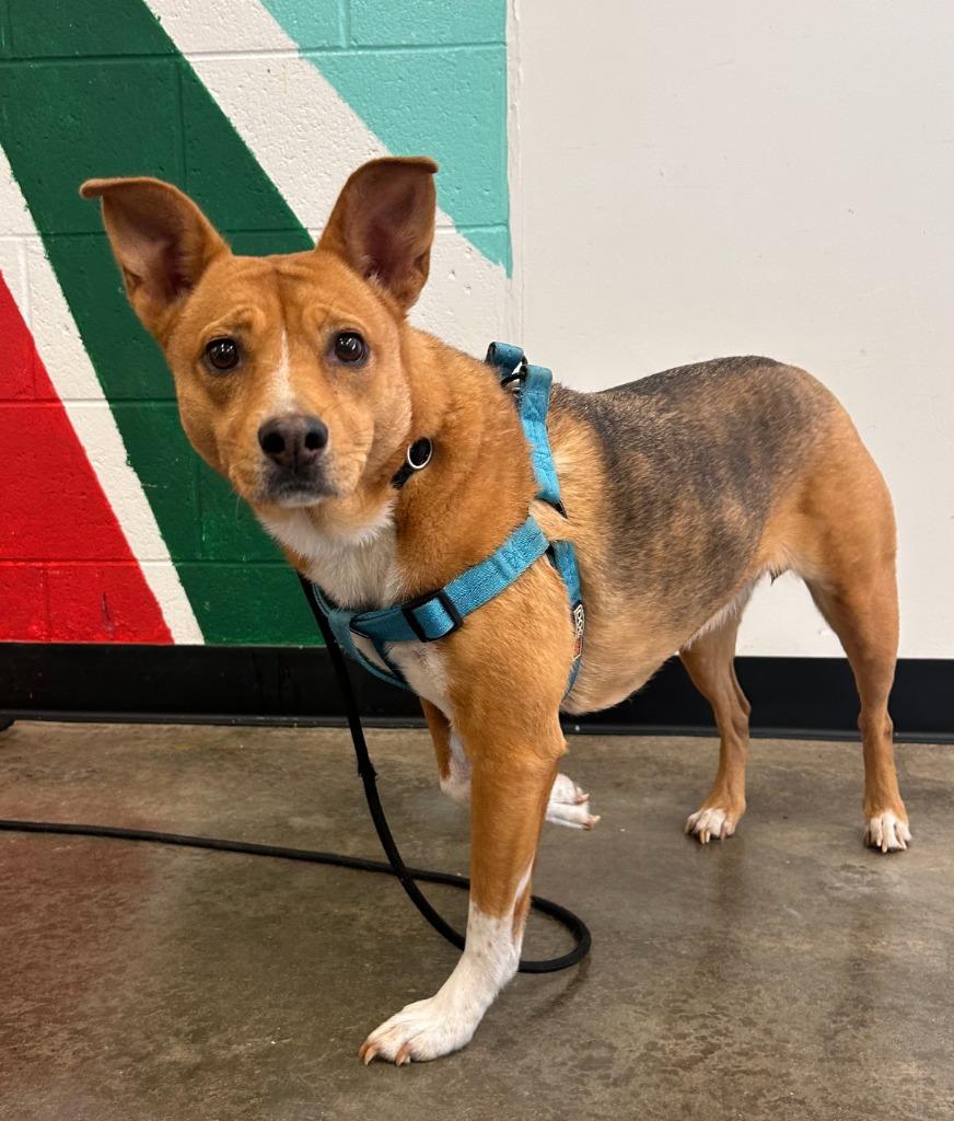 Trapeze, a Adoptable mixed breed in Thousand Oaks, CA image 2/2