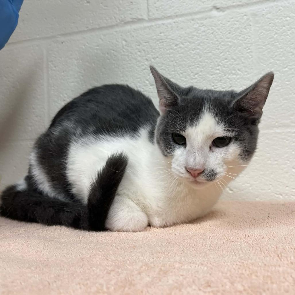 Kodiak, Adoptable, Young Male Domestic Short Hair.