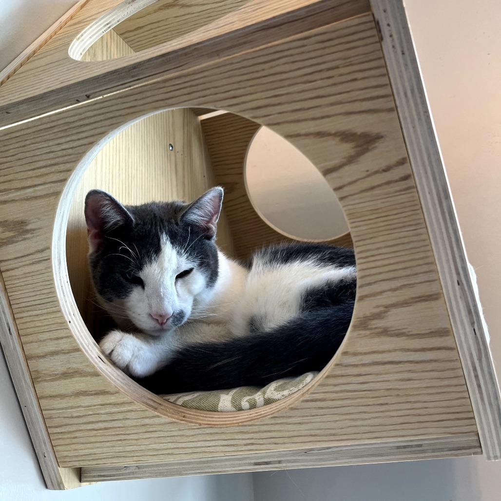 Enlarge Kodiak, a Adoptable Domestic Short Hair in Harrisonburg, VA image 2/4