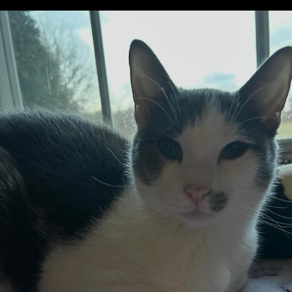 Enlarge Kodiak, a Adoptable Domestic Short Hair in Harrisonburg, VA image 3/4