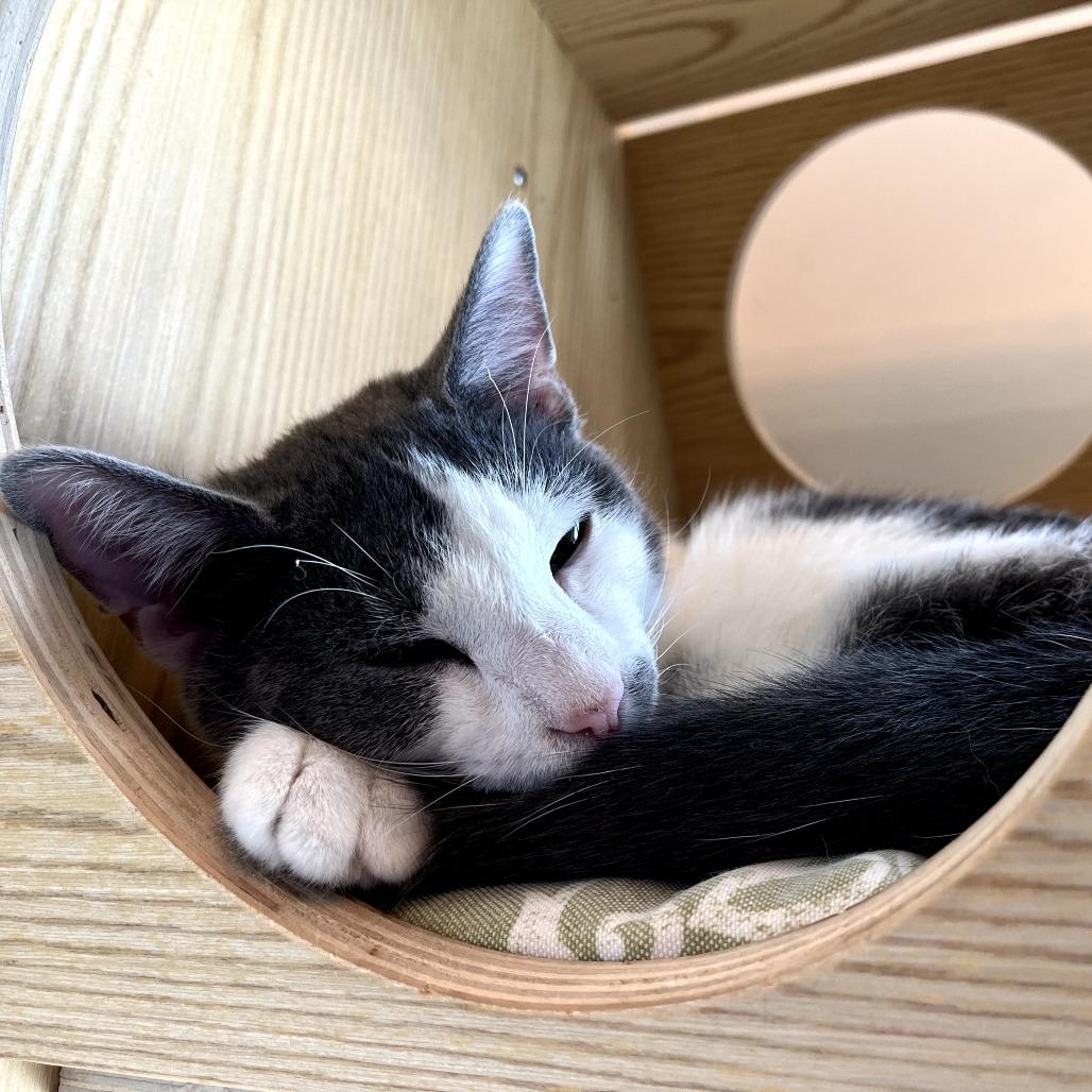 Enlarge Kodiak, a Adoptable Domestic Short Hair in Harrisonburg, VA image 4/4