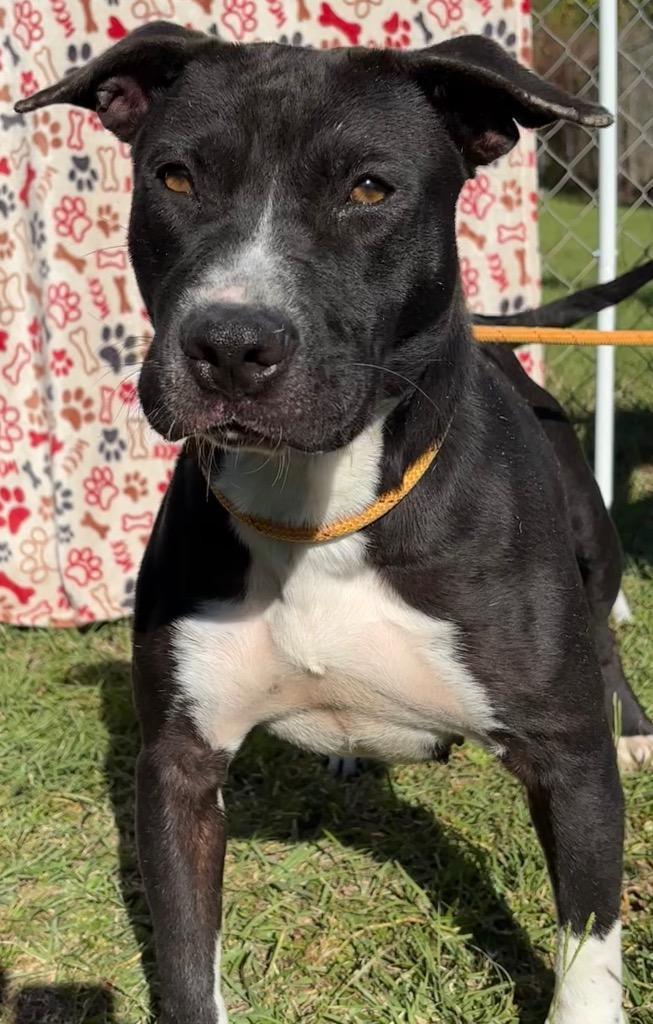 Enlarge Duchess, a Adoptable Pit Bull Terrier in Swainsboro, GA image 1/6