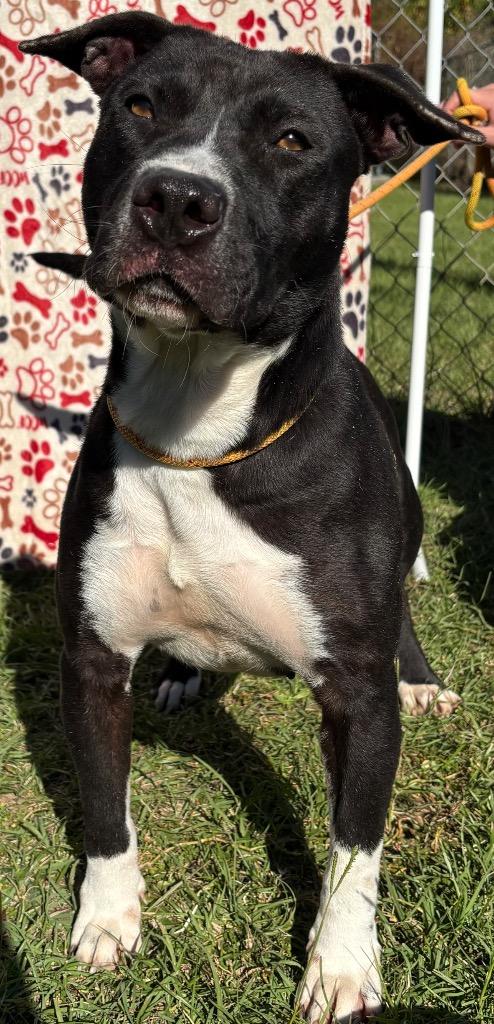 Enlarge Duchess, a Adoptable Pit Bull Terrier in Swainsboro, GA image 2/6