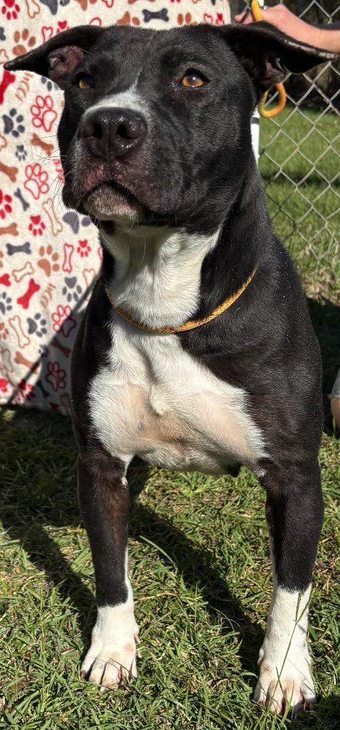 Enlarge Duchess, a Adoptable Pit Bull Terrier in Swainsboro, GA image 3/6