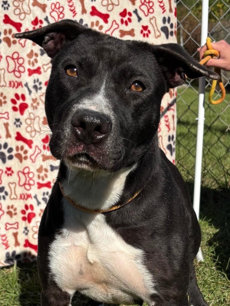 Enlarge Duchess, a Adoptable Pit Bull Terrier in Swainsboro, GA image 4/6