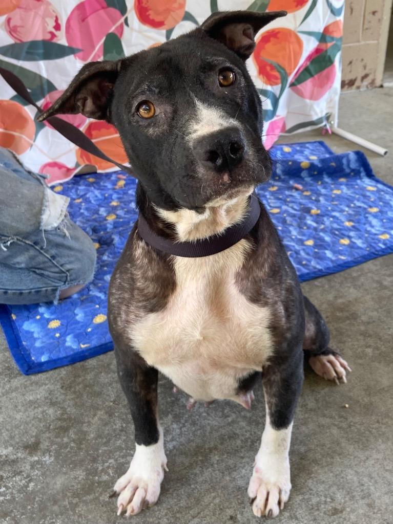 Enlarge Duchess, a Adoptable Pit Bull Terrier in Swainsboro, GA image 5/6