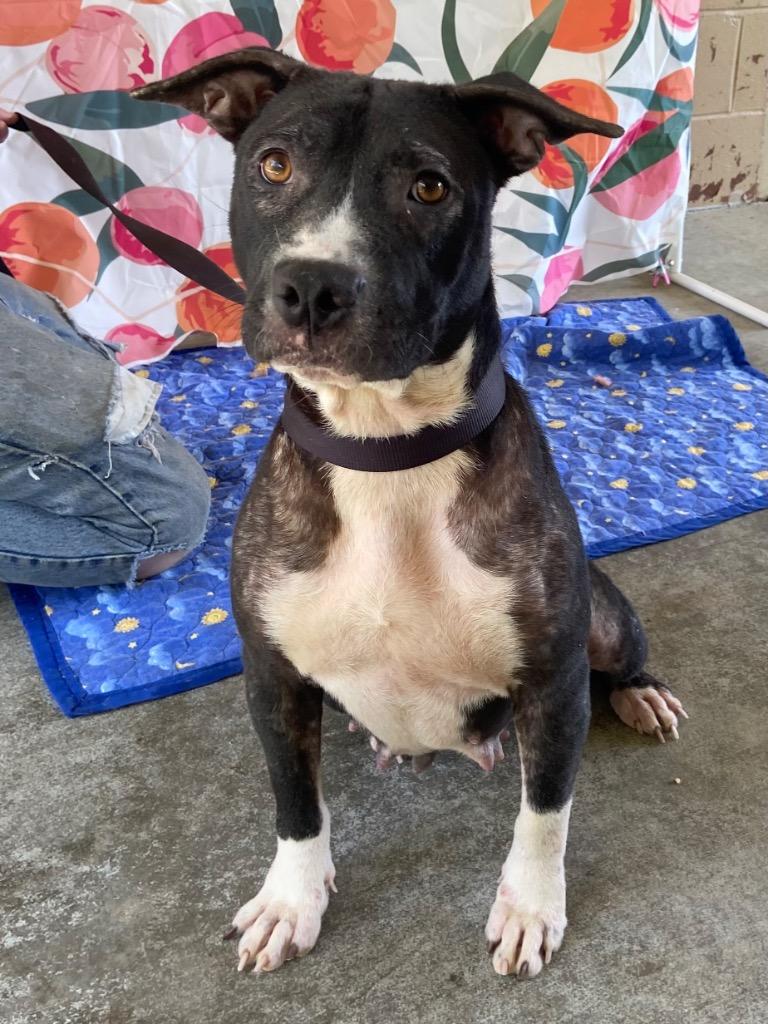 Enlarge Duchess, a Adoptable Pit Bull Terrier in Swainsboro, GA image 6/6