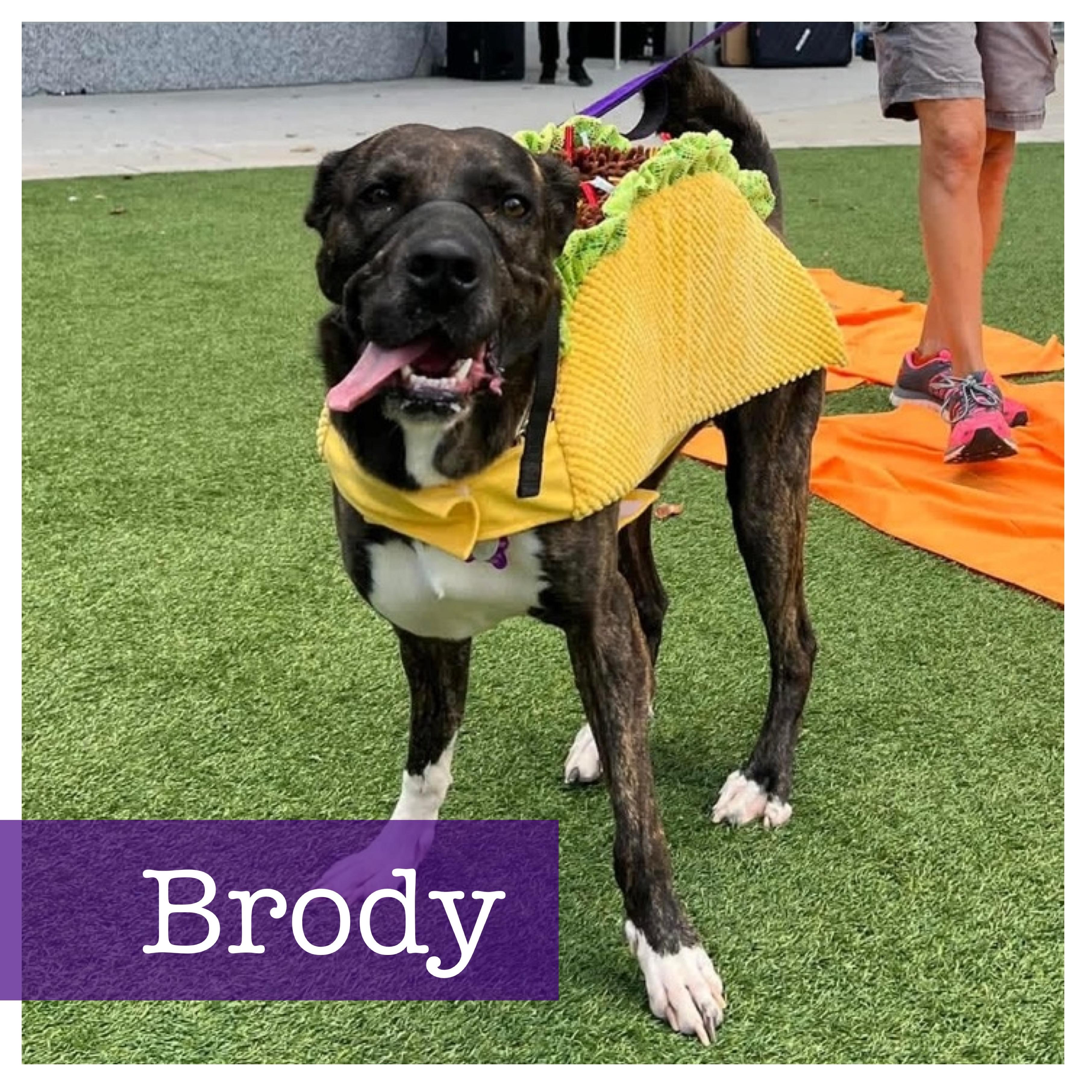 Brody