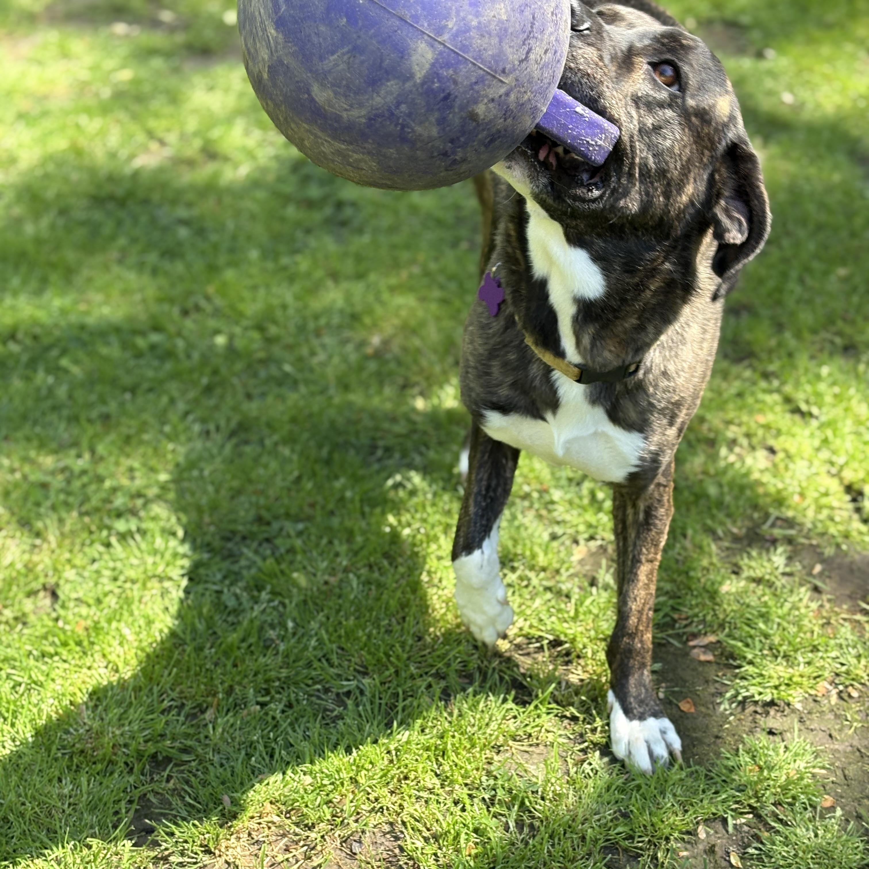 Brody photo 5