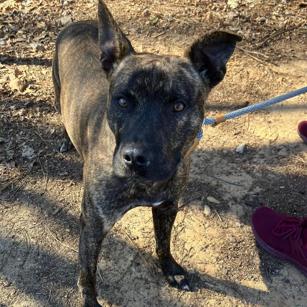 Sunkist 4771 — thumbnail 4