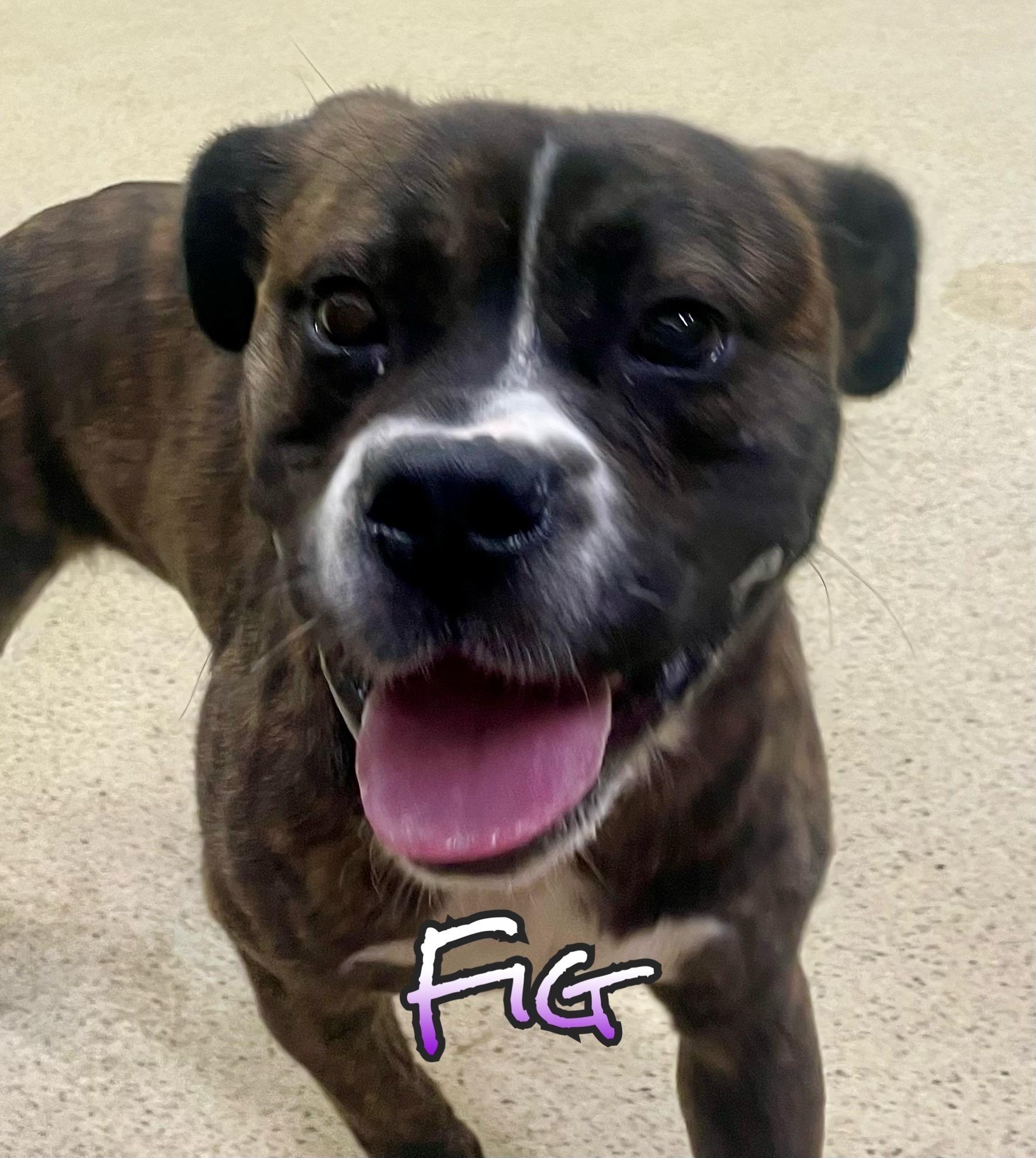 Fig