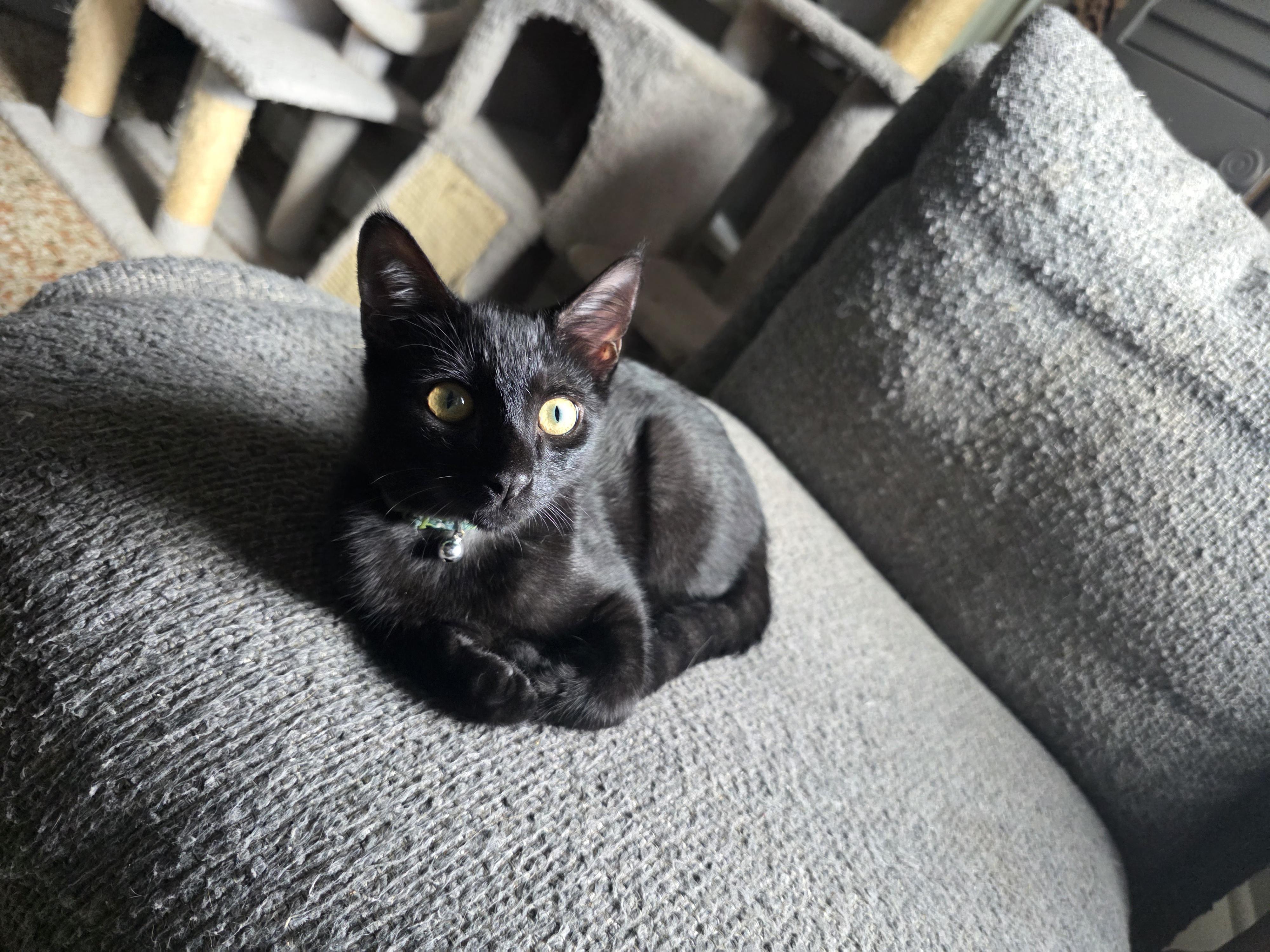 Benji, an adoptable Domestic Short Hair in Maitland, FL image 3/4