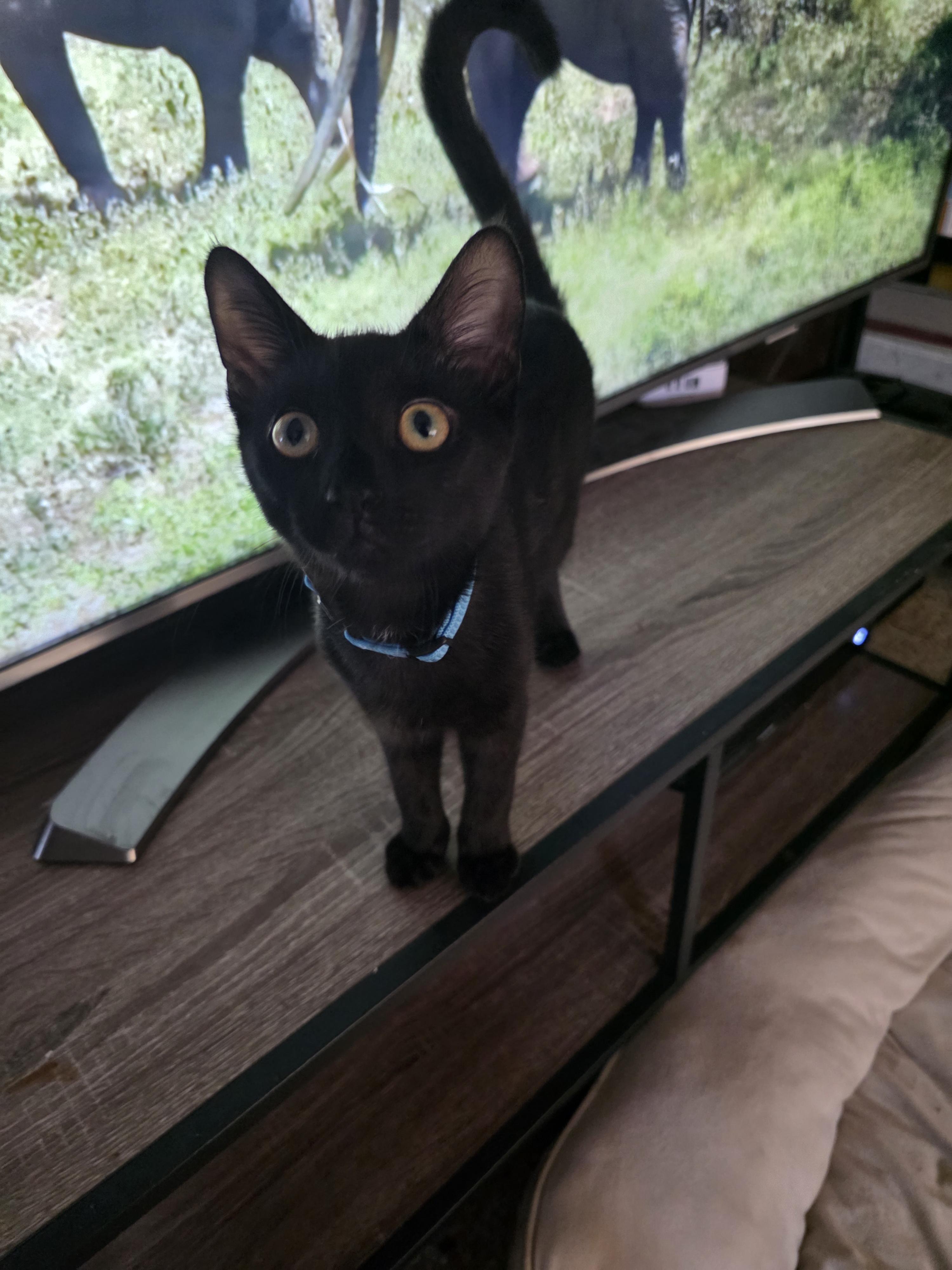 Benji, an adoptable Domestic Short Hair in Maitland, FL image 2/4