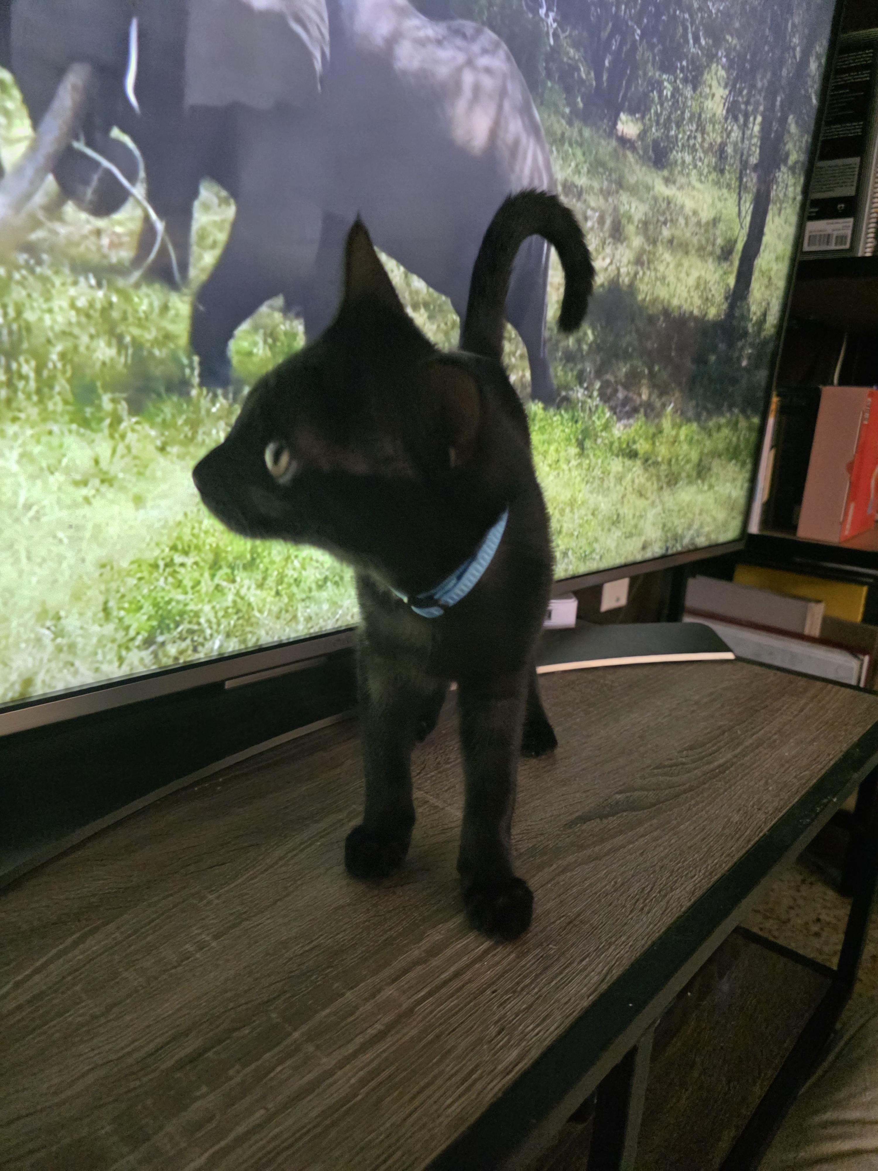 Benji, an adoptable Domestic Short Hair in Maitland, FL image 4/4