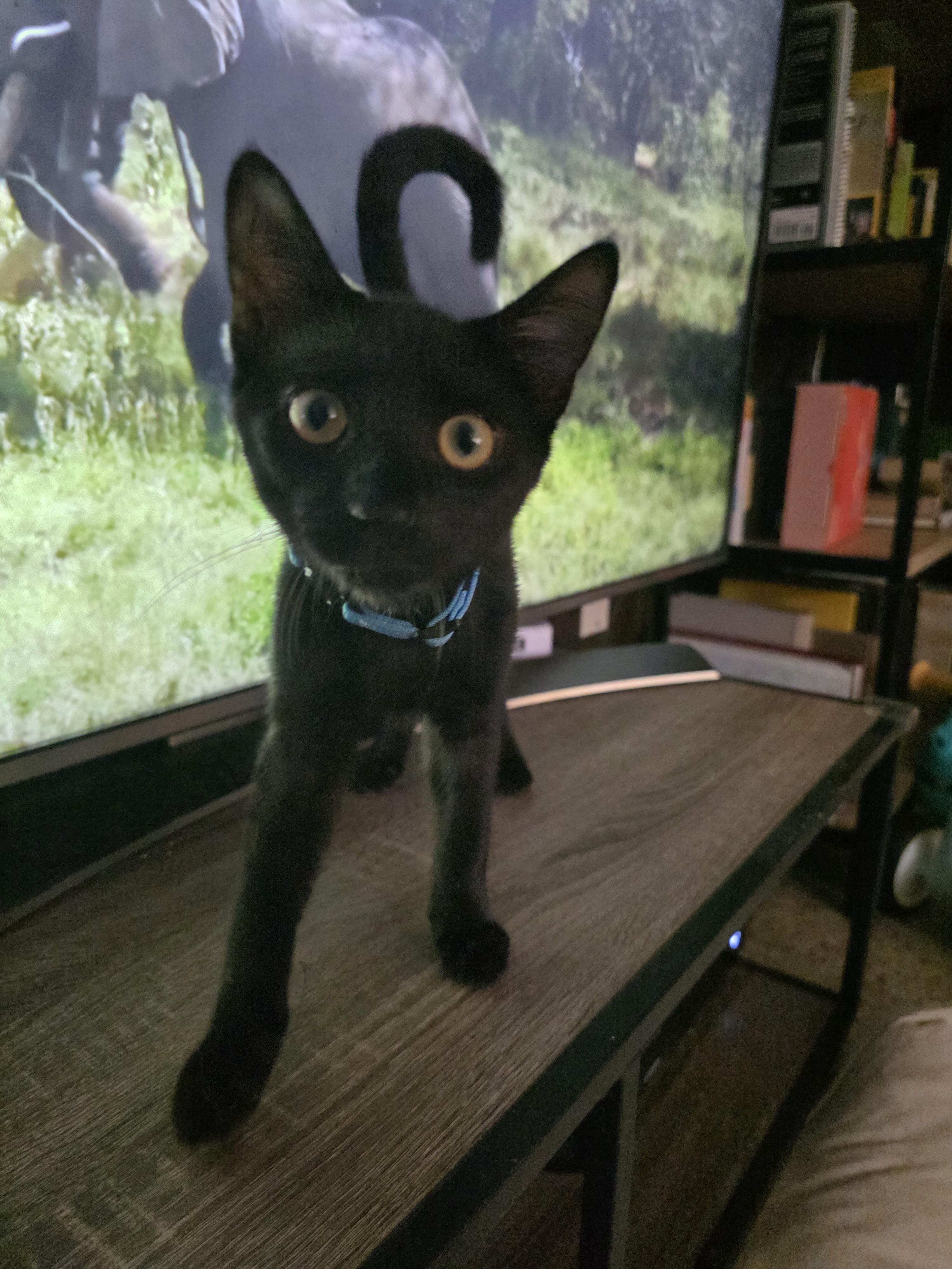 Benji, adoptable, Kitten Male Domestic Short Hair.