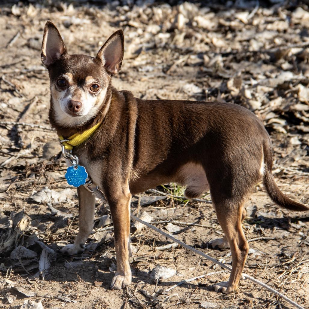 Coco Puff, a Adoptable mixed breed in Wichita, KS image 1/6