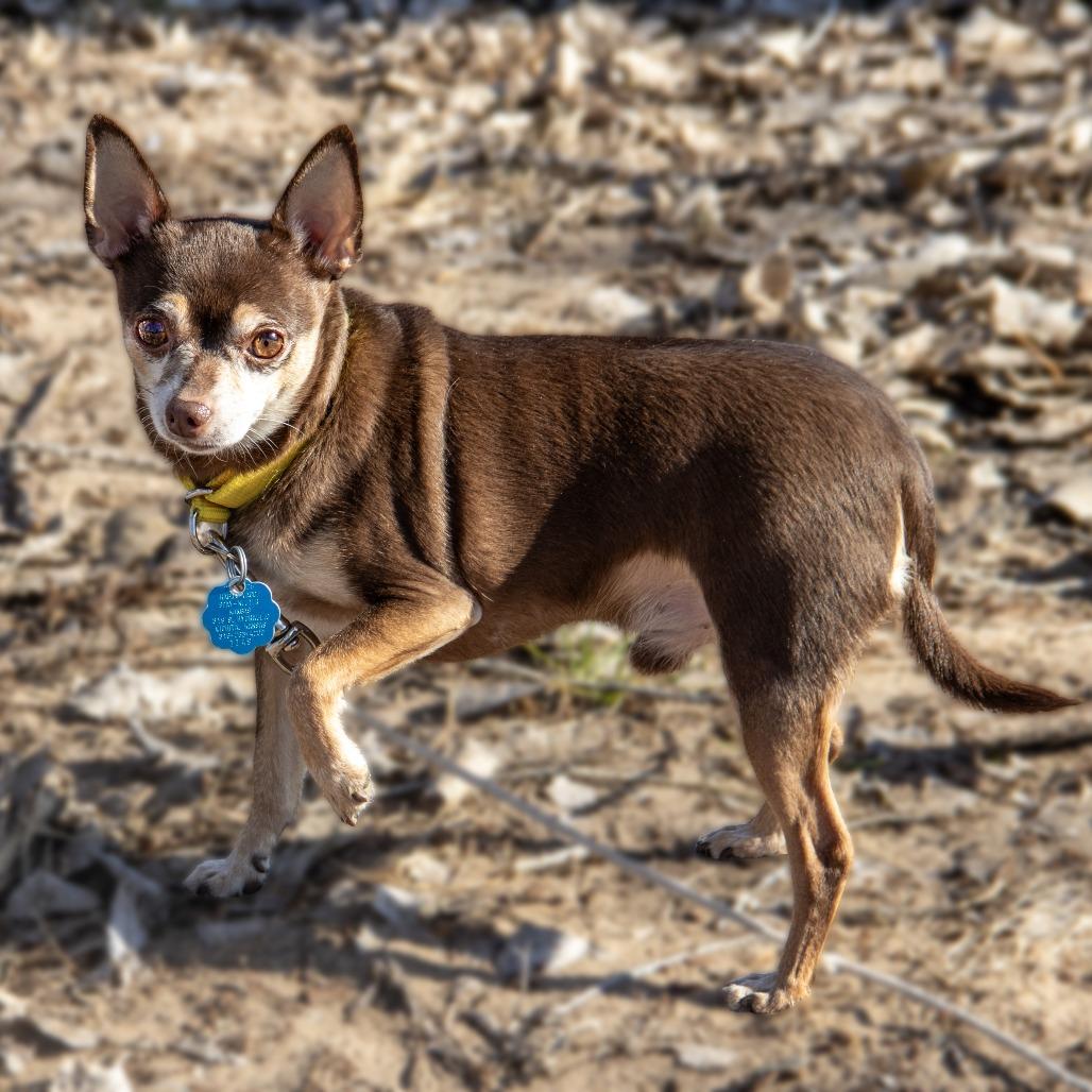 Coco Puff, a Adoptable mixed breed in Wichita, KS image 2/6