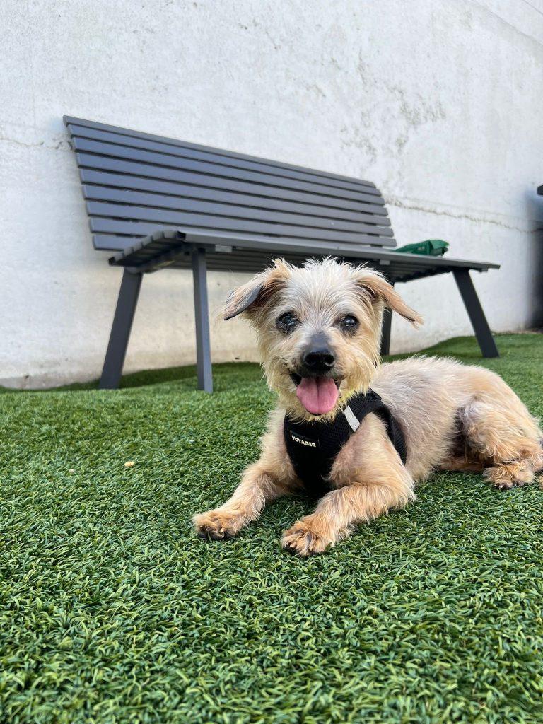 Loona, Senior Female unknown