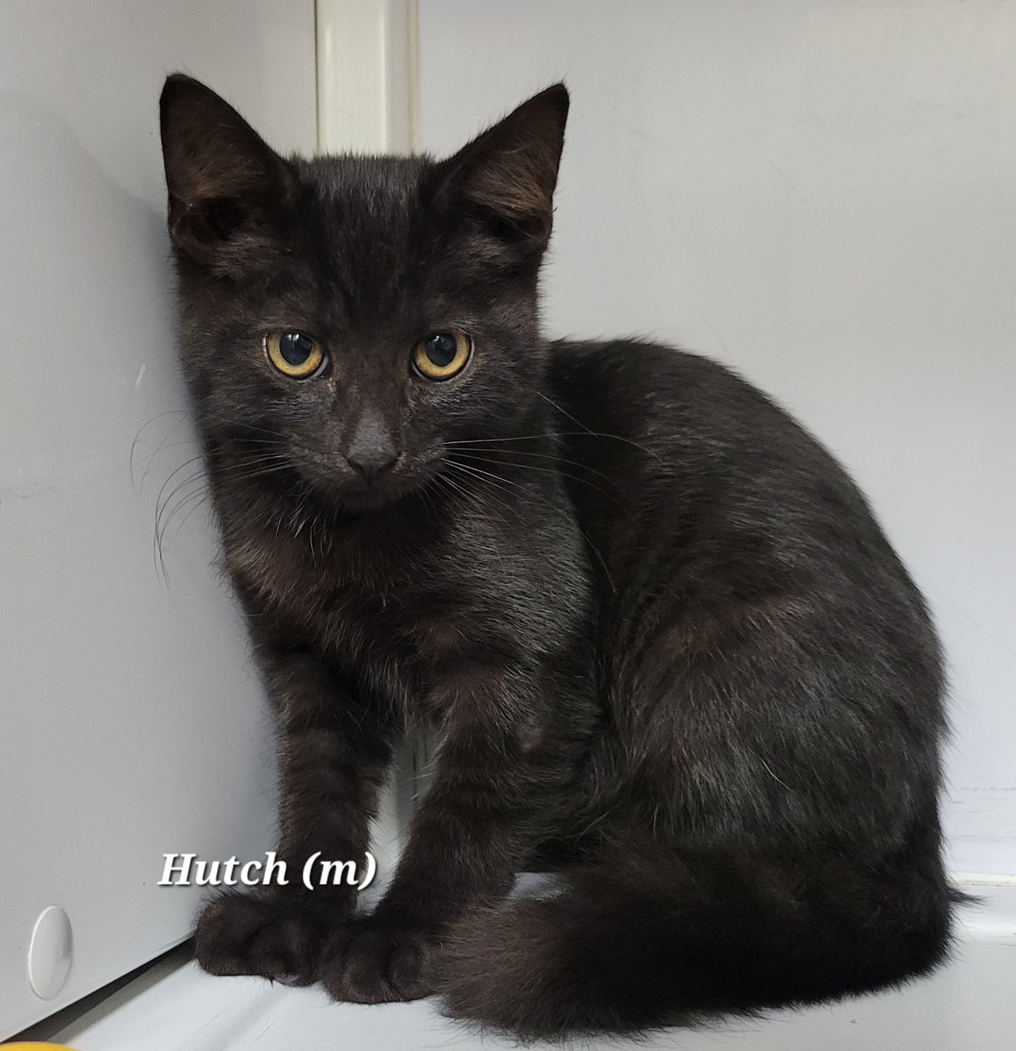 Cat for adoption Hutch, a Domestic Short Hair in Mazon, IL Petfinder