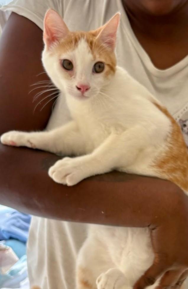 John, an adopted Domestic Short Hair in Roslindale, MA image 4/4